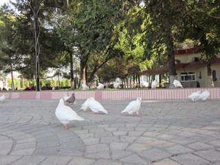 IMG_0489.JPG