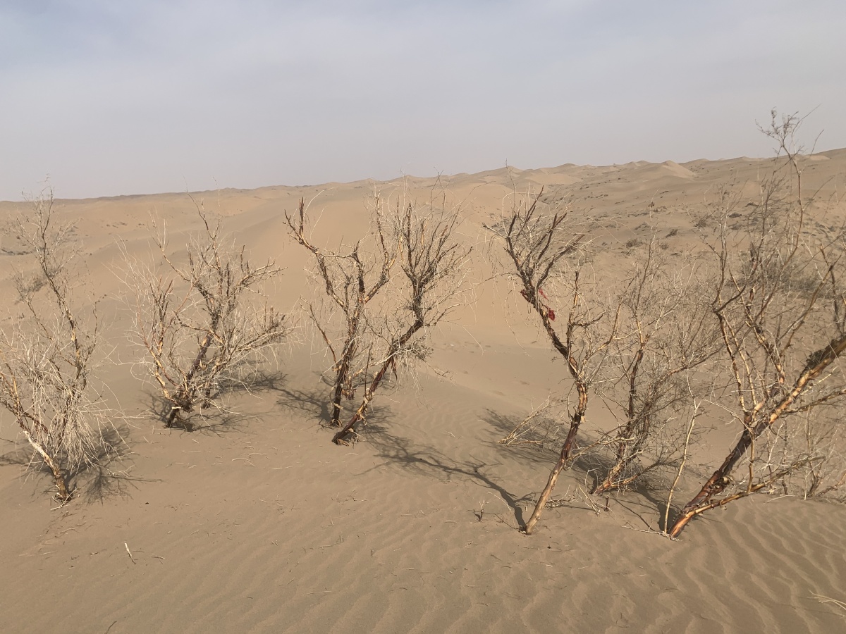 甘肃民勤沙漠实拍