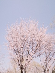 68303C77-4719-40F0-B550-D64672A237EF/L0/001