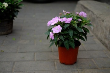 DSCF0159.JPG