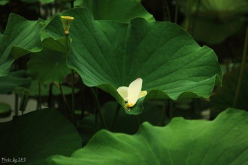 IMG_4811-2.jpg