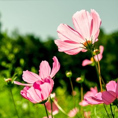20130803-IMG_0427.jpg