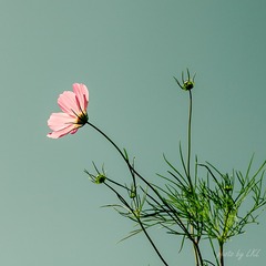 20130803-IMG_0432.jpg
