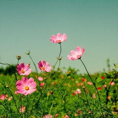 20130803-IMG_0434.jpg