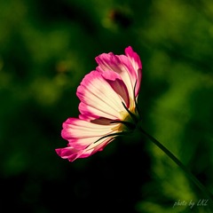 20130803-IMG_0437.jpg