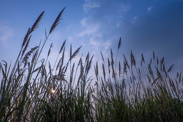 _DSF4728