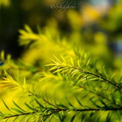 _DSF4836