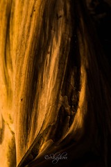 _DSF4837