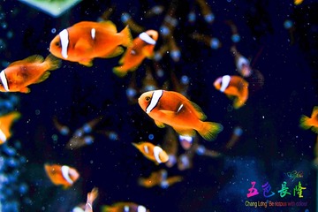 _DSF0076