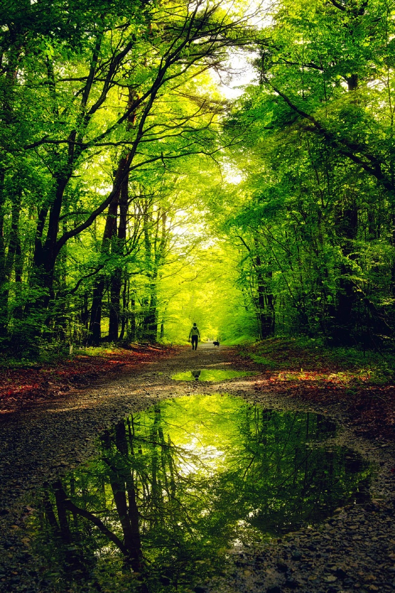 新绿夏天的绿色