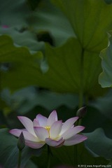 DSC07100.jpg