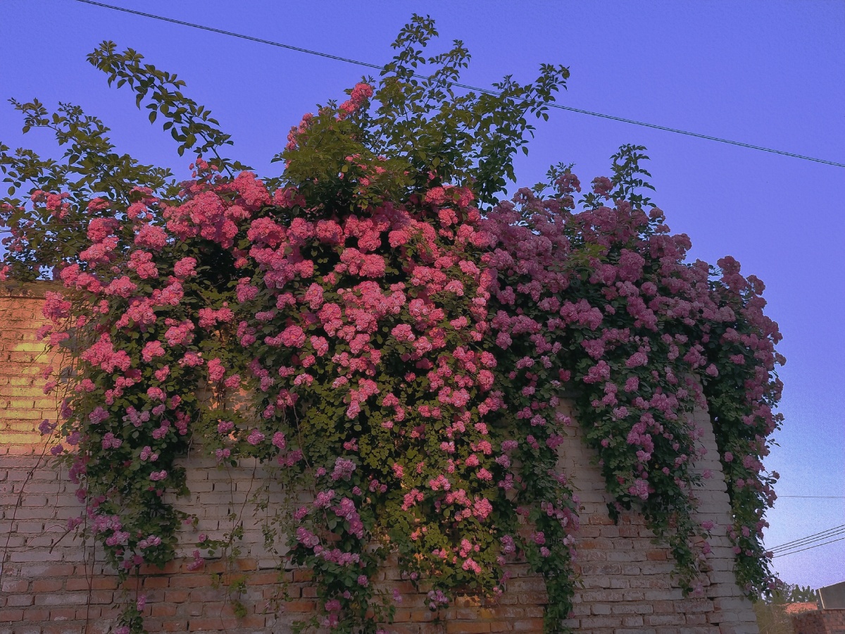 无人问津的港口总是开满鲜花