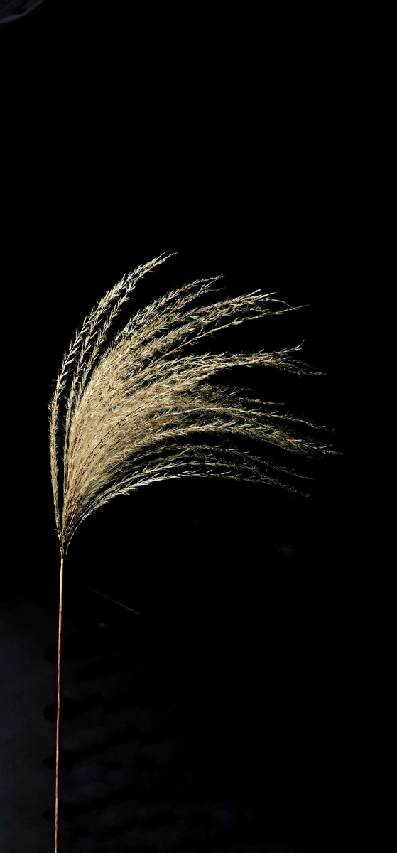 村里随手捡到的芦苇穗