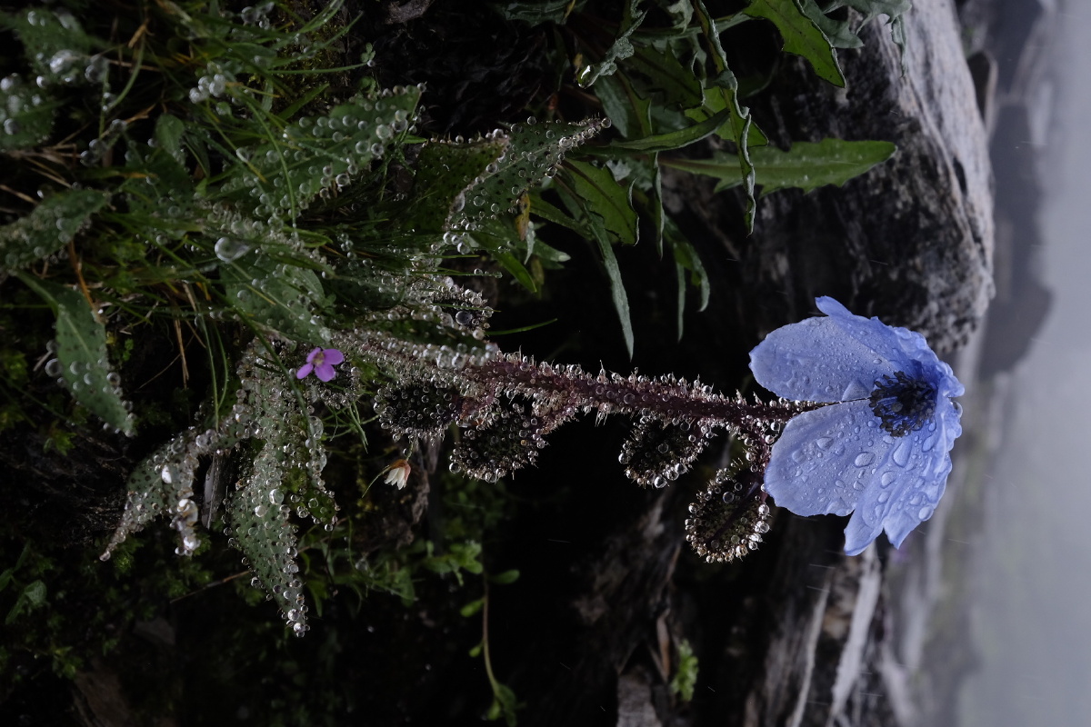 高山植物绿绒蒿