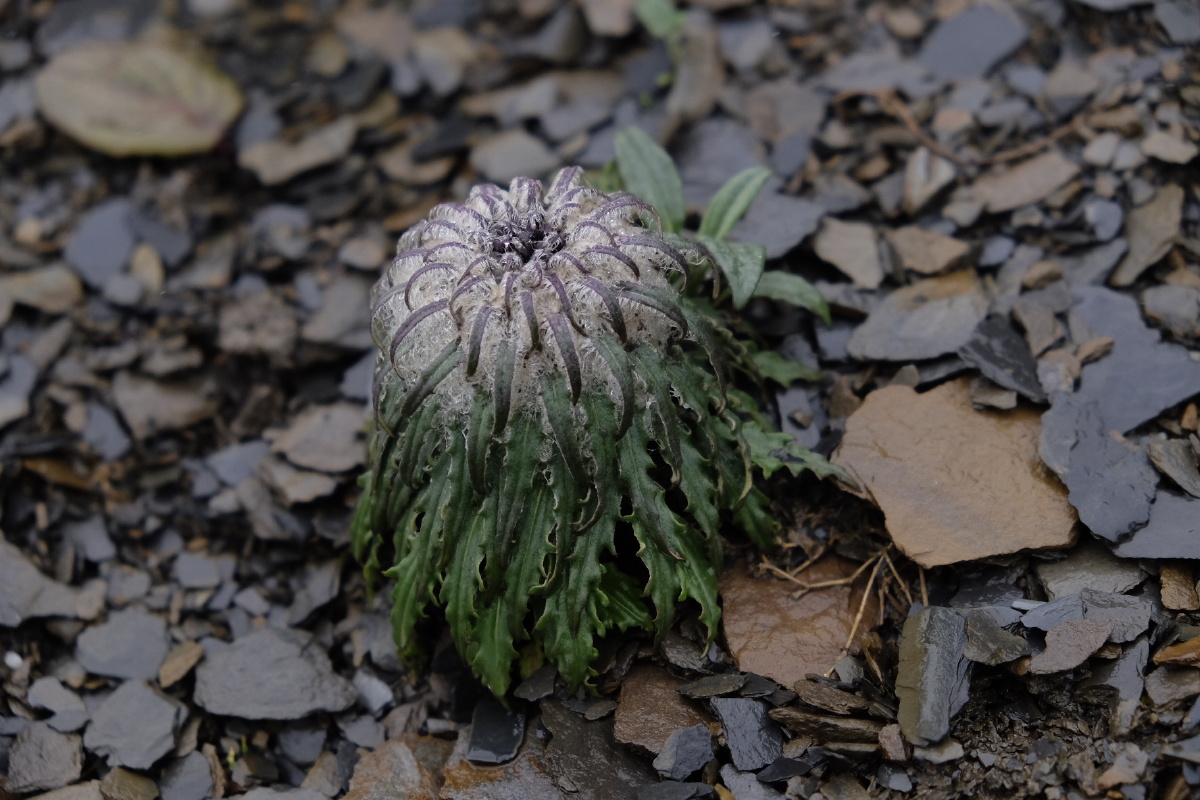 高山植物雪莲花
