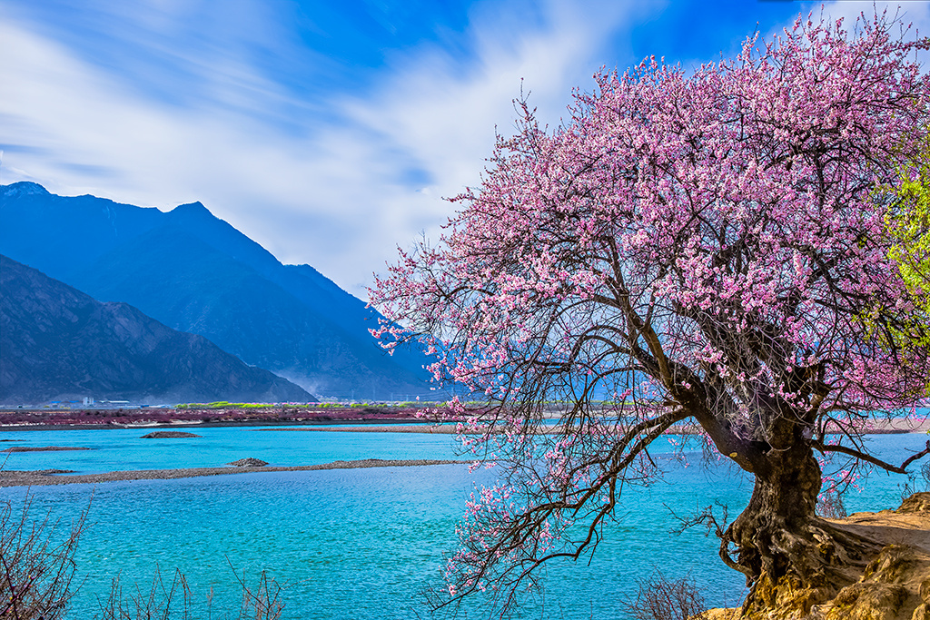 蓝天白云雪山草地寺庙经幡桃花碧水川藏高原是我们心中的世外桃园