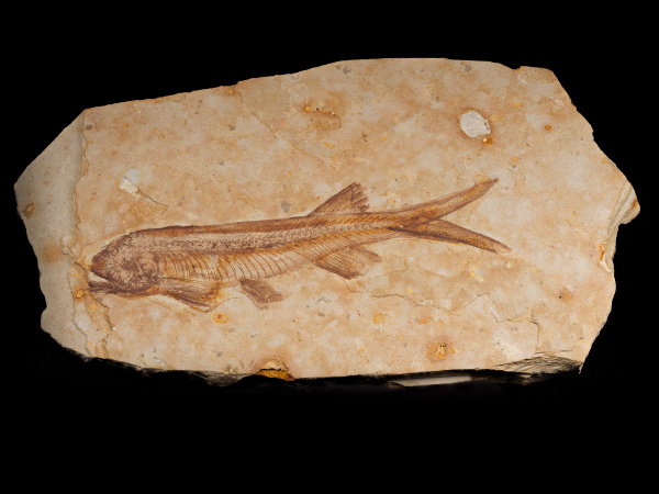 狼鳍鱼化石   哈苏 h6d-400c ms