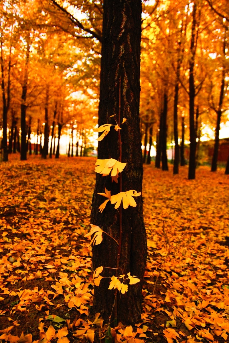 树树皆秋色叶落一地金