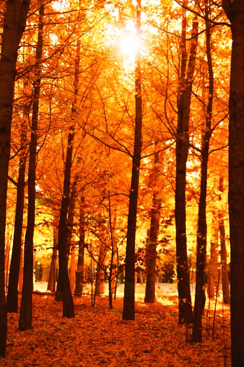 树树皆秋色叶落一地金