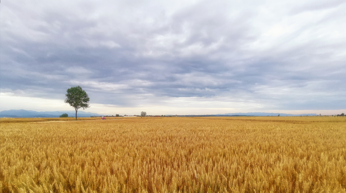 守望麦田