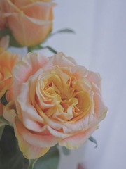 E04F35E9-7901-47B2-90C6-F56FE1976972/L0/001