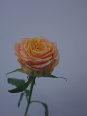 553CD7EE-5224-4E56-ADF0-FEF7D1D5189E/L0/001