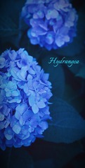 CA3AF140-46BC-43DB-9361-B7384C2596C6/L0/001