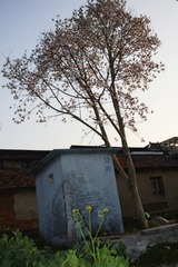 1000084332