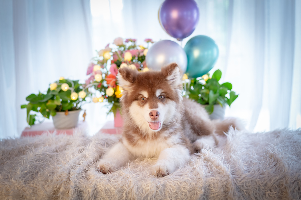 宠物,阿拉斯加幼犬,室内拍摄,自然光,单灯. - 戚哥摄影 - 图虫