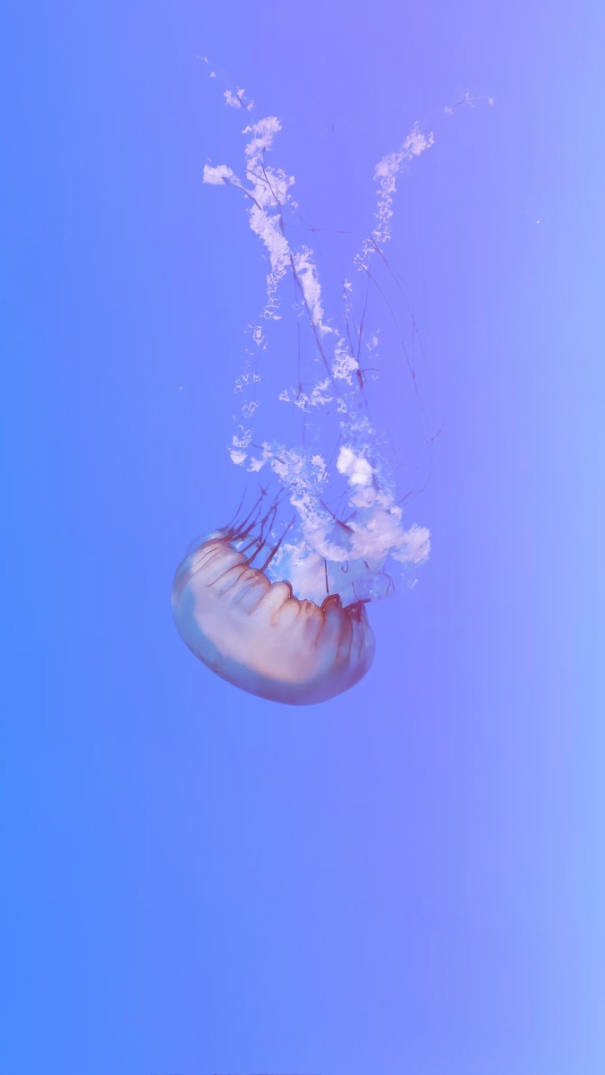 青岛海底世界水母宫里的一只小水母梦幻般的景象