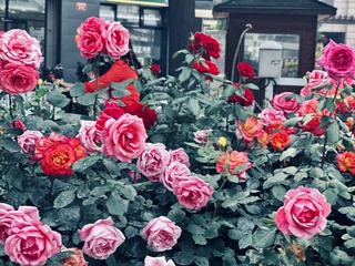 A6830A63-C06E-4D23-A337-7F054D22D221/L0/001