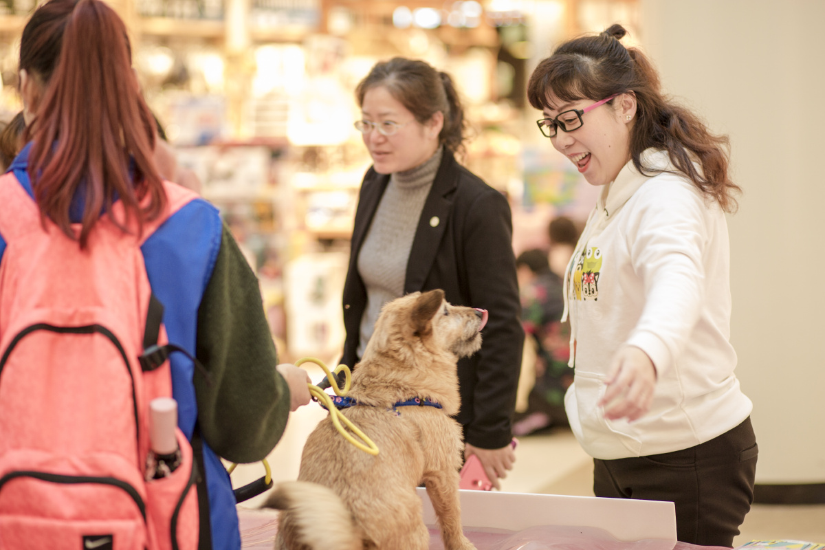 宠物领养活动