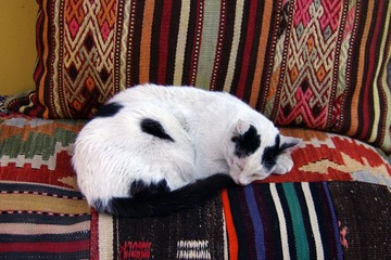 IMGP3897ss.jpg