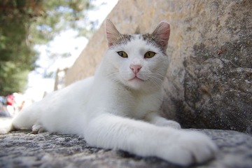 IMGP5241ss.jpg