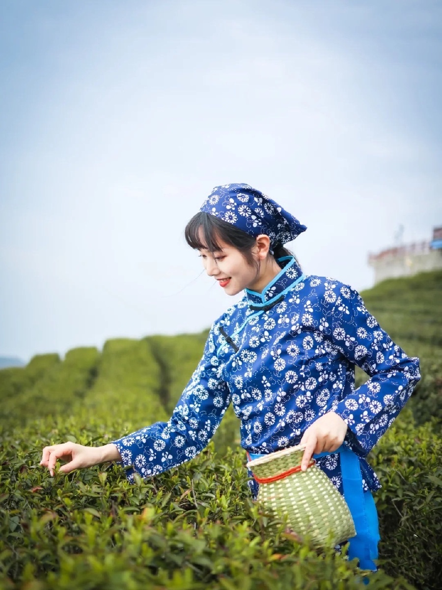 采茶的姑娘