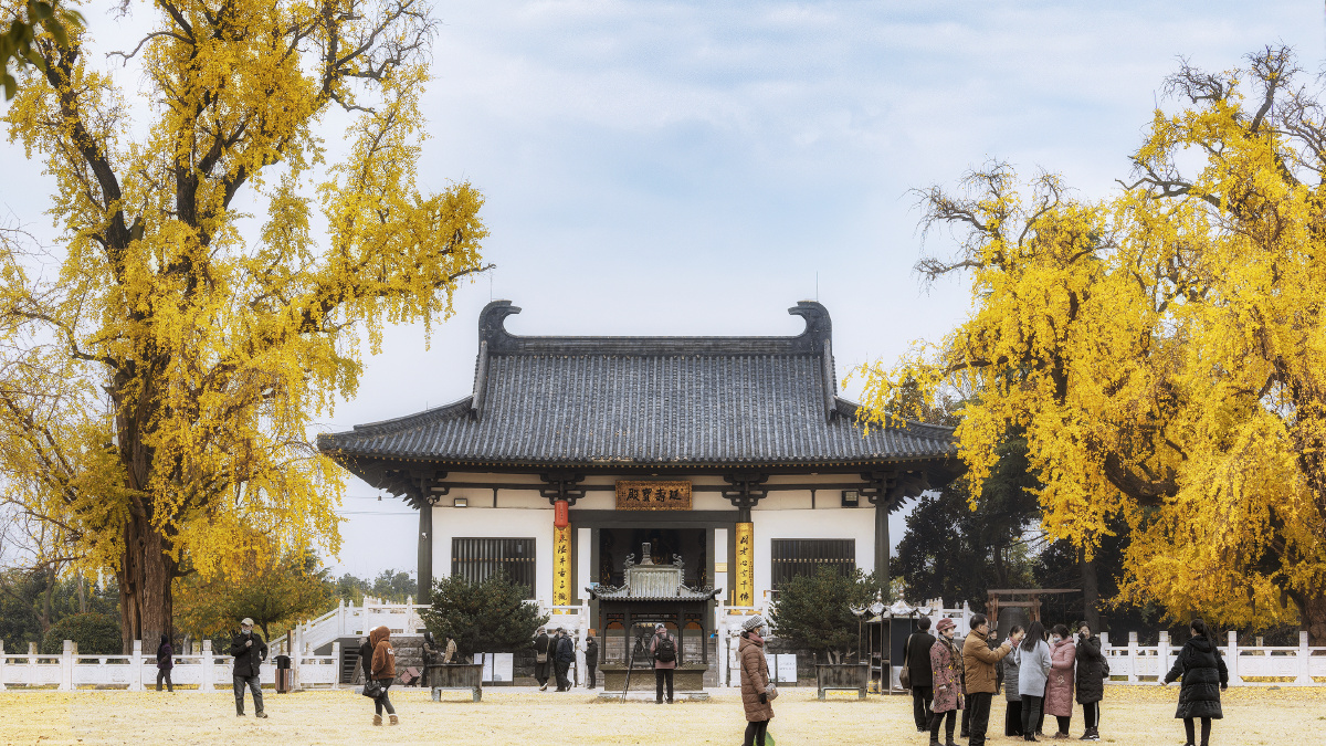 古惠济寺的银杏树