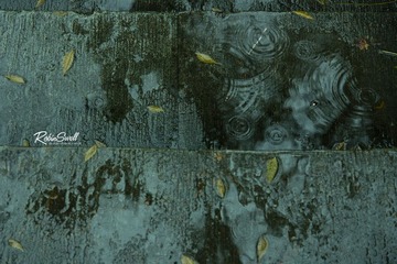 雨落成花.jpg