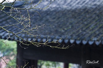 琴声何来.jpg