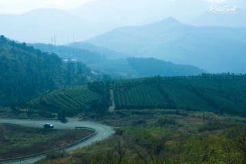 高山茶园.jpg
