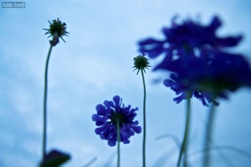 草原之花.jpg