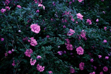 DSC06058.jpg