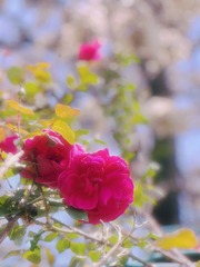 C8FD52C9-9066-4F95-B9F6-639418FC77AD/L0/001