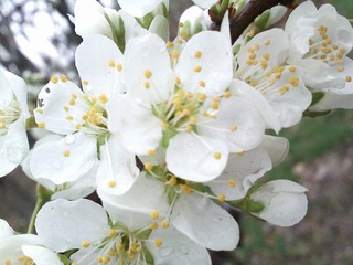 IMG1238A.jpg