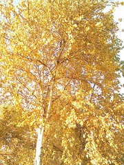 IMG2109A.jpg