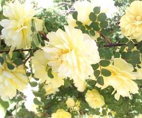 IMG3041A_副本.jpg
