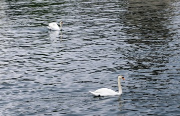 _DSC0576