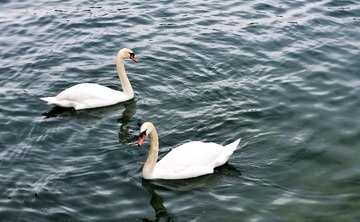 _DSC0588