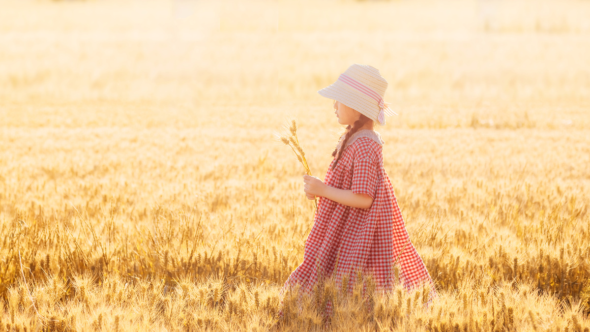 又是一年麦黄时,大片大片金光闪闪的麦田,麦穗上,开满了细碎的,凌乱的
