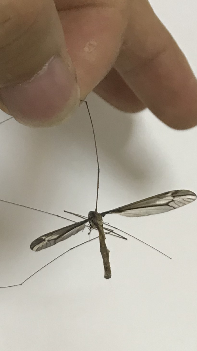 超级大蚊子我也是第一次看见这是变异了吗