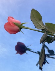B000E1A0-E511-4782-8978-1208DF3B07A5/L0/001